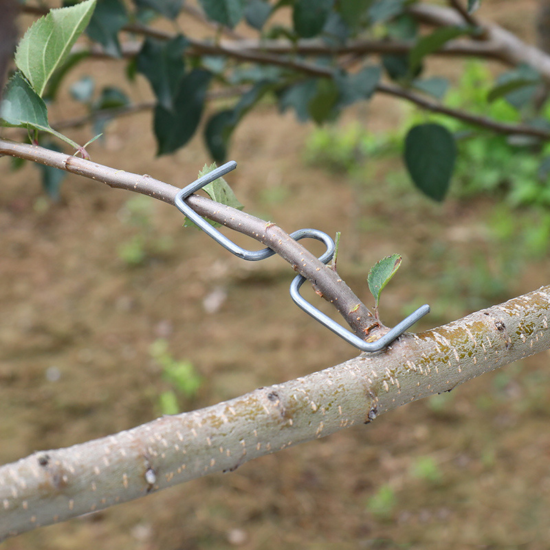30pcs/set Fruit Tree Branch Pu - Gardening Tools Shop review and price