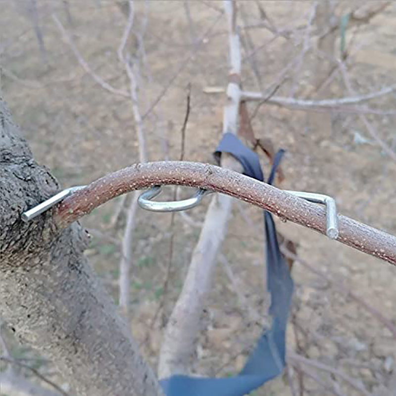 30pcs/set Fruit Tree Branch Pu - Gardening Tools Shop review and price