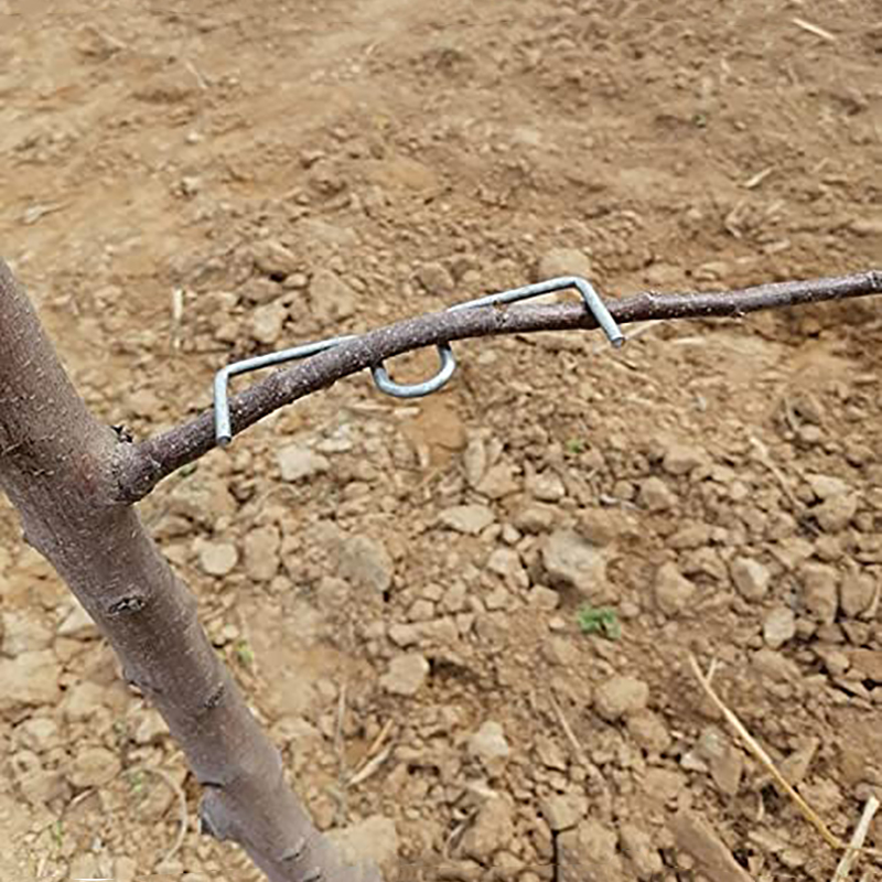 30pcs/set Fruit Tree Branch Pu - Gardening Tools Shop review and price